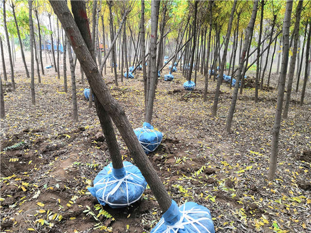 沭陽長景園林洋槐種植基地實拍圖片