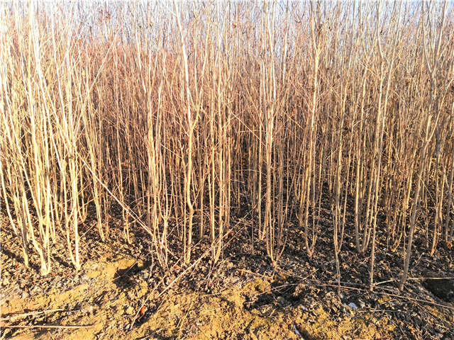 叢生木槿照片種植基地實(shí)拍