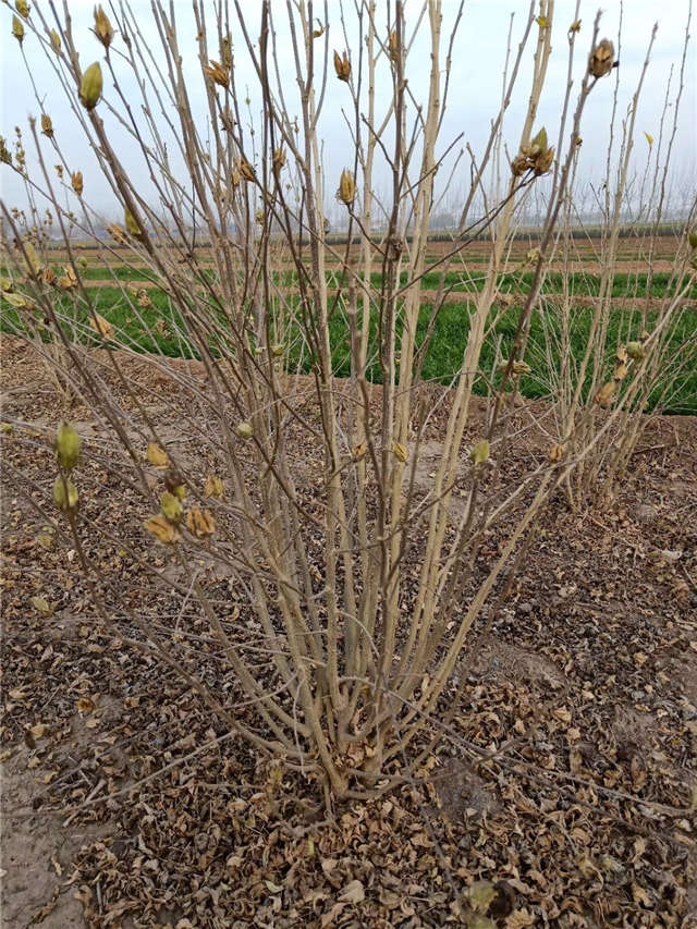 叢生木槿照片種植基地實(shí)拍