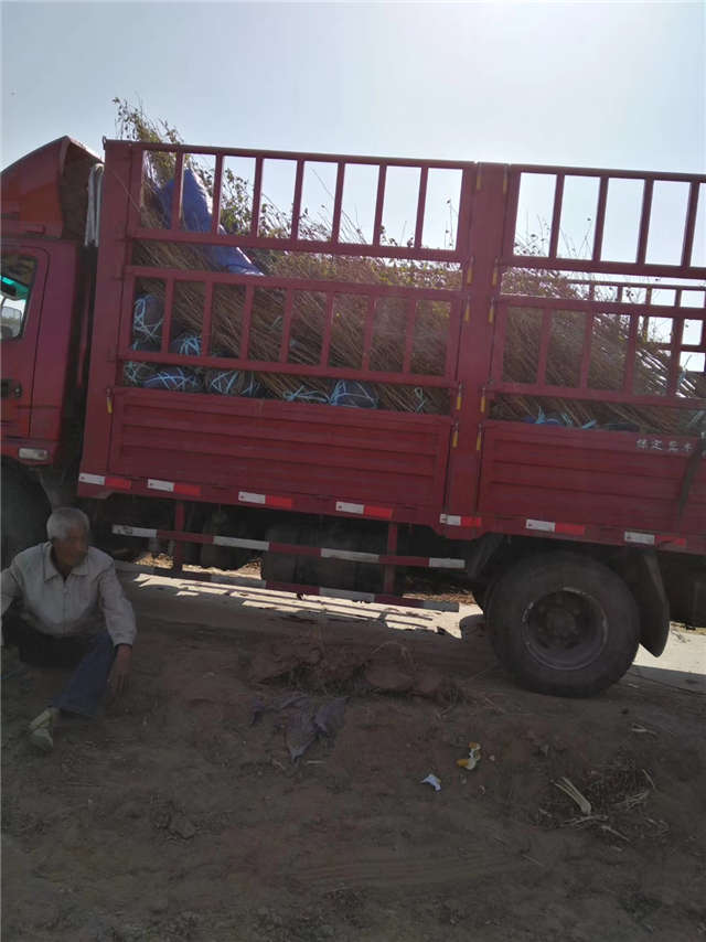 叢生木槿裝車現(xiàn)場(chǎng)