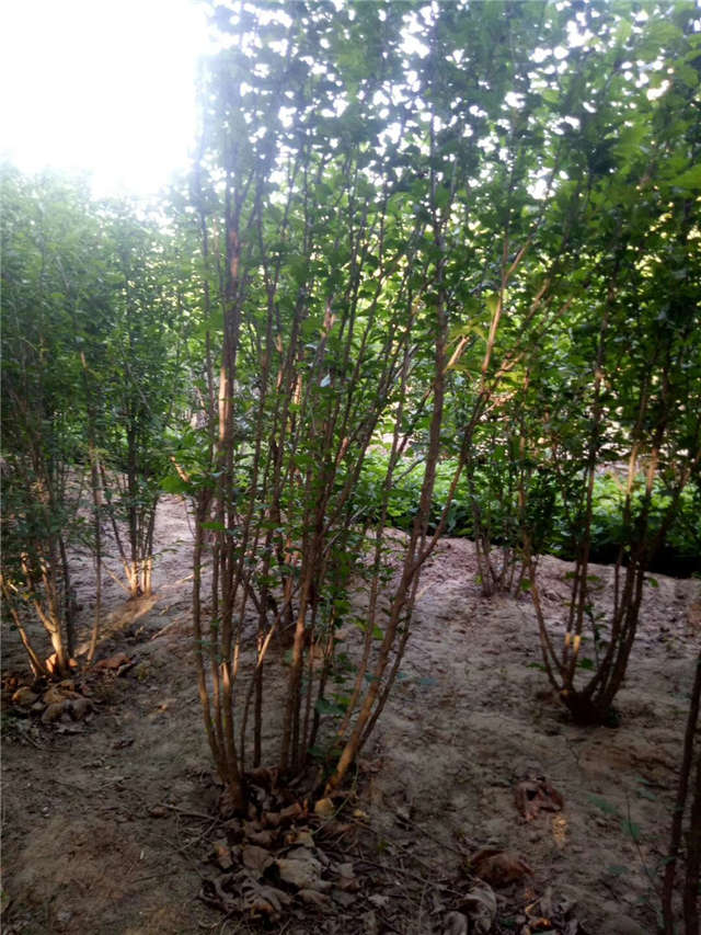 叢生木槿照片種植基地實(shí)拍