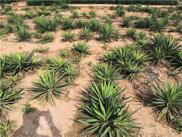 沭陽長景園林劍麻種植基地實拍圖片