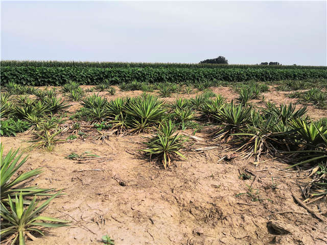沭陽長景園林劍麻種植基地實拍圖片
