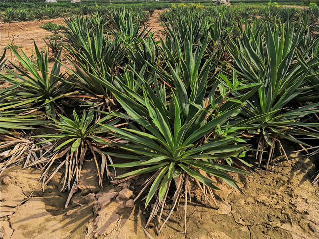 沭陽長景園林劍麻種植基地實拍圖片