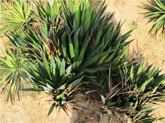 沭陽長景園林劍麻種植基地實拍圖片