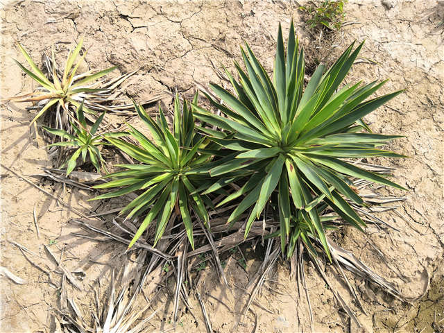 沭陽長景園林劍麻種植基地實拍圖片