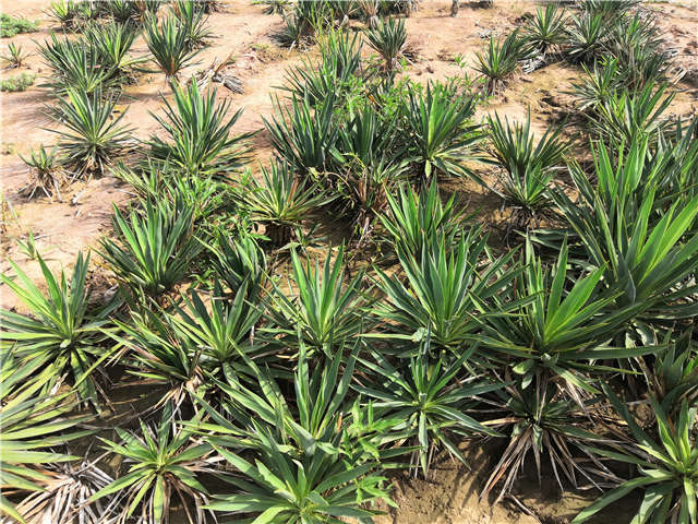 沭陽長景園林劍麻種植基地實拍圖片