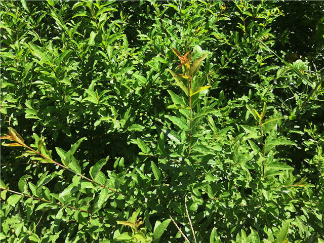 沭陽長景園林花石榴種植基地實(shí)拍圖片