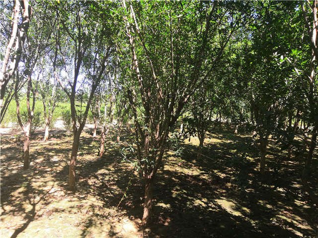 沭陽長景園林花石榴種植基地實(shí)拍圖片