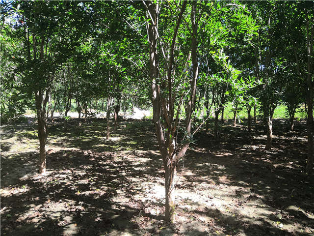 沭陽長景園林花石榴種植基地實(shí)拍圖片