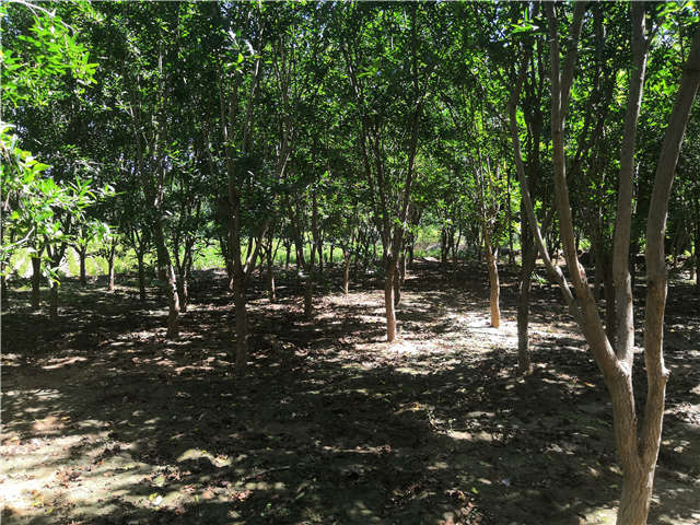 沭陽長景園林花石榴種植基地實(shí)拍圖片