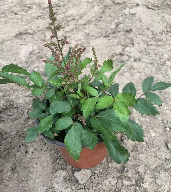 落新婦容器苗盆栽